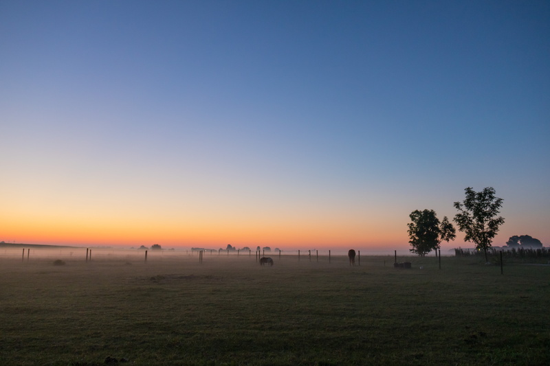 ef, häst, sunrise, HFF, sky, golden hour, geo, green, animal, 760d, aperture, lens, trees, sun, dawn, outdoors, hour, s18, morning, horse, green field