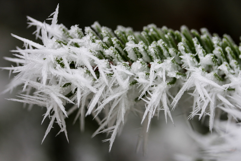 indoors, 4K, white color, frosty, medicine, close-up, flower, healthcare and medicine, branch, selective focus, ice, cold temperature, food, wintery, fragility