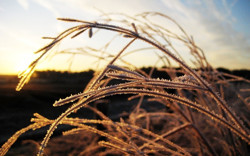 grass, frozen, hoarfrost, rime, growth, nature, sunlight, 720P, selective focus, landscape, cloud - sky, light, plant, beauty in nature, luxury, day, close-up