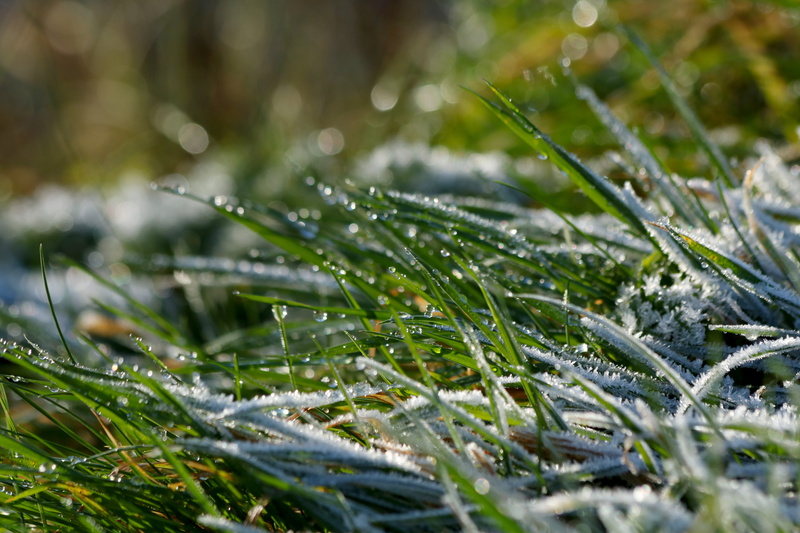 green color, plant, cold temperature, icing, drop, wet, frost, selective focus, grass, beauty in nature, nature, water, cold, winter, coniferous tree, fir tree