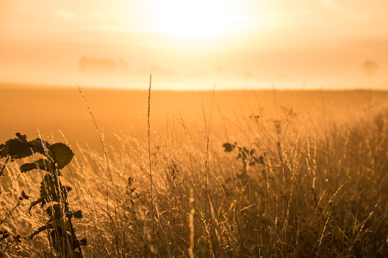 summer, 5K, grass, landskap, mist, ƒ / 8, country, camera, exif, state, f/3.5, field, Söderslätt, Misty, geo:location, countryside, dusk, sunlight, focal_length