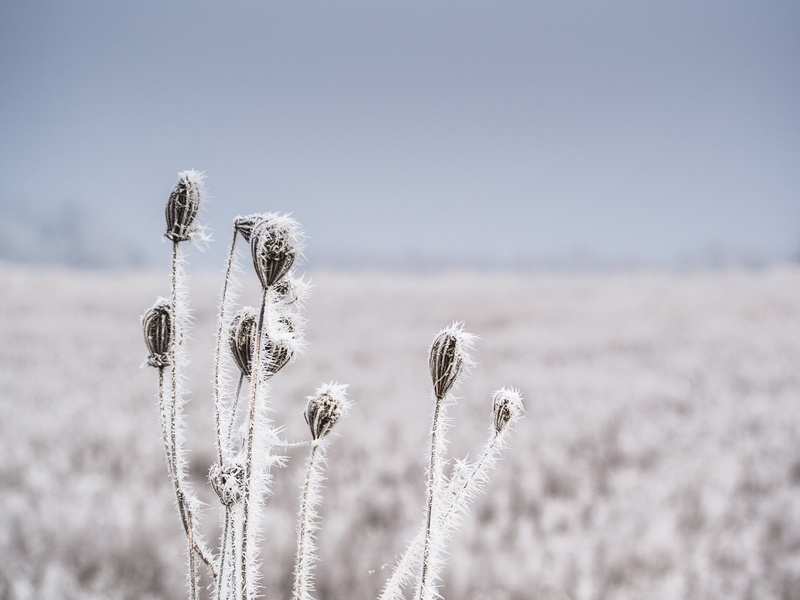 landscape, copy space, tranquil scene, land, cold, rural scene, frozen, outdoors, 4K, snowflakes, growth, scenics - nature, rime, flowering plant, tranquility