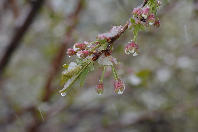 beauty in nature, frost, plant, flowering plant, 5K, selective focus, tree, no people, flower head, cherry, rain, cherry tree, spring, snow, cold, focus on foreground