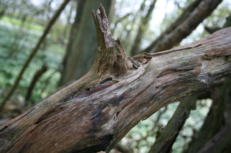 stripped, log, forest, decayed, bark, trunk, timber, tree, outdoors, dried, wood, beauty in nature, broken, gammalt träd, 4K, old tree, growth, dead, no people