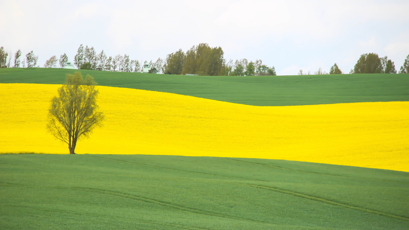 agriculture, fält, daytime, yellow, springtime, Landskap, rapeseed, Divided, åkrar, field, outdoors, canola, Raps, rape, grass, oilseed Rape, summer, grass field