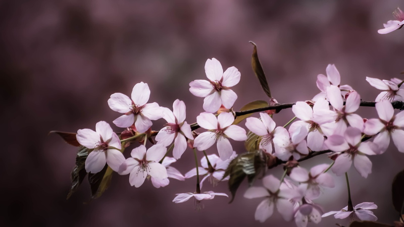 petal, tree, Explore, plant, freshness, Träd, nature, leaf, photography, springtime, branch, Flower, blossom, 5K, flowers, Pink blossom, flower Head, white