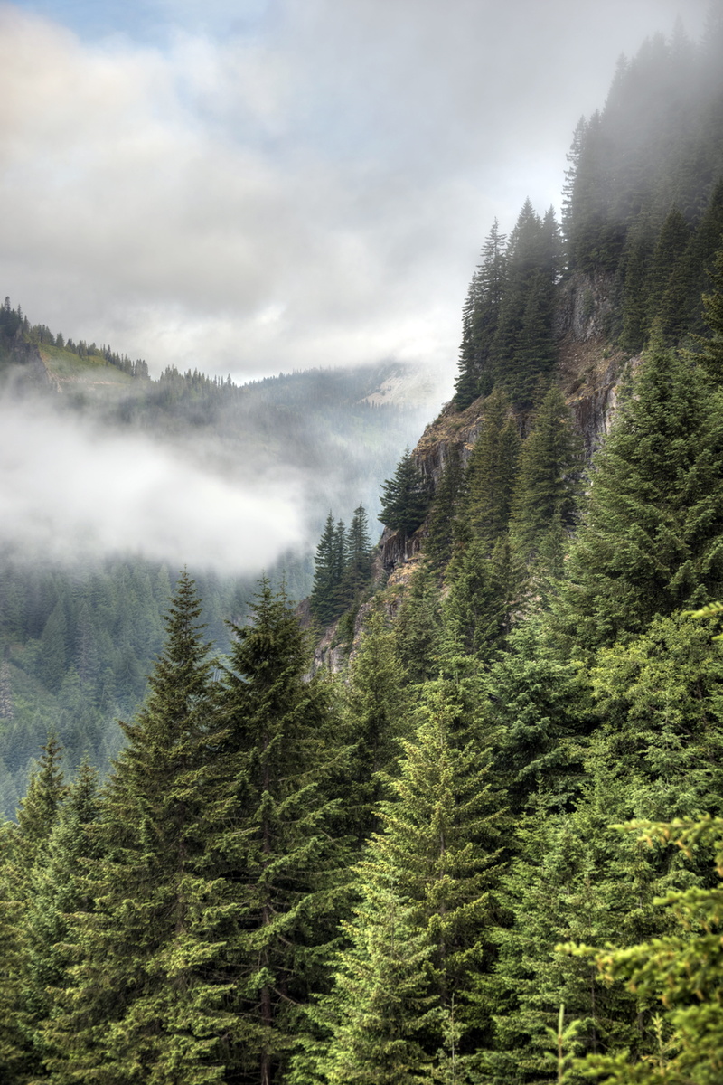 scenics - nature, stevens, beauty in nature, environment, pine tree, morning, mountain, hiking, mist, trees, cloud, background, tranquil scene, outdoors