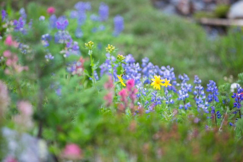 flower head, mt rainier, meadow, united states, yellow, no people, flower, flowerbed, day, mountain flowers, nature, freshness, green color, green, growth