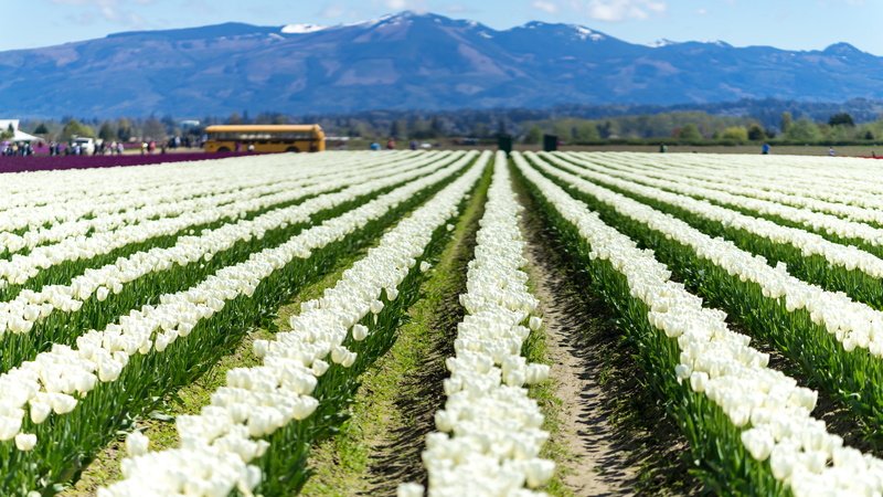tulip field, growth, nature, mount vernon, white, outdoors, field, summer, 5K, environment, pnw, roozengaarde, day, farm, uplifting, crop, united states