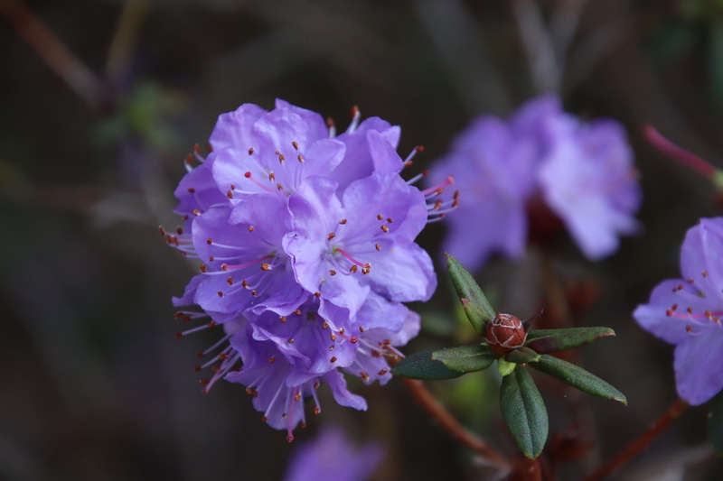 purple, flowering plant, relaxation, calm, spring, pollen, april, no people, springtime, botany, beauty in nature, petal, energy, bunch of flowers, 5K