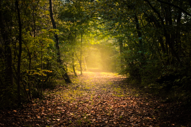 outdoors, diminishing perspective, trees, brown, 4K, no people, daytime, sunlight, non-urban scene, treelined, nature, enigmatic, mist, change, autumn