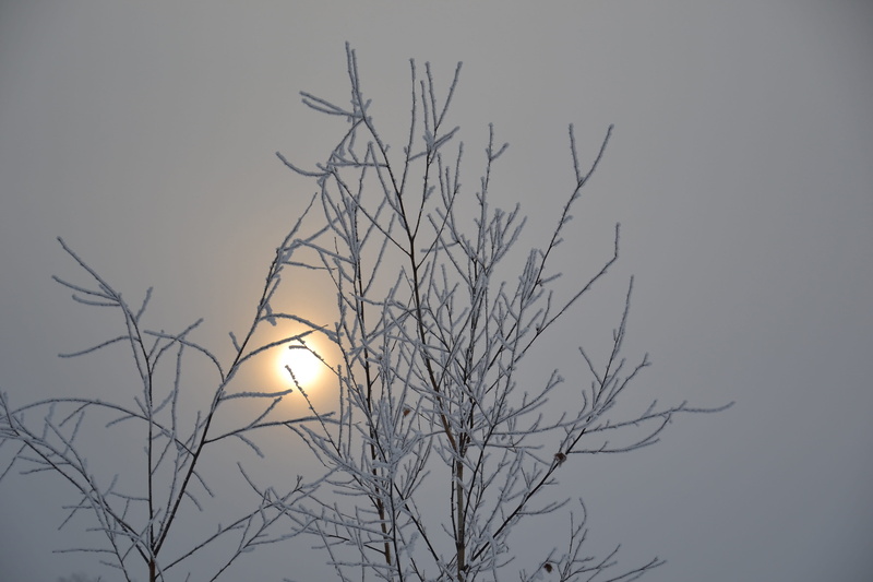 4K, dead plant, branch, nature, Day, illuminated, full moon, gloomy, Sun, outdoors, tree, clear sky, bird, Nasty, low angle view, lighting equipment, tranquility