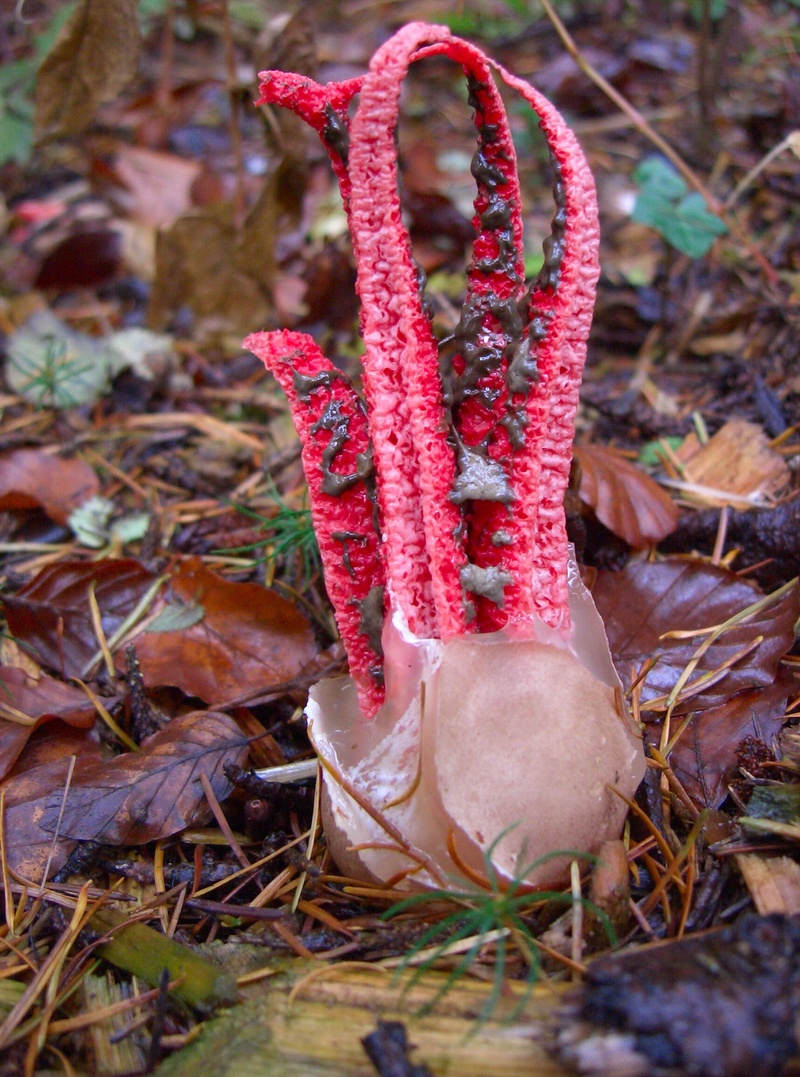 change, plant part, saprotrophic nutrition, outdoors, cuttlefish fungus, growth, toadstool, clathrus, plant, day, forest, land, vegetable, nature, anthurus archeri