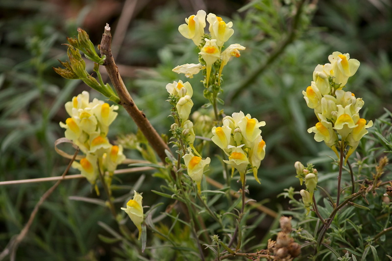 flora, vulgaris, mrs flax, vulnerability, linaria vulgaris, no people, inflorescence, botany, plant, 4K, outdoors, selective focus, flowering plant, bloom