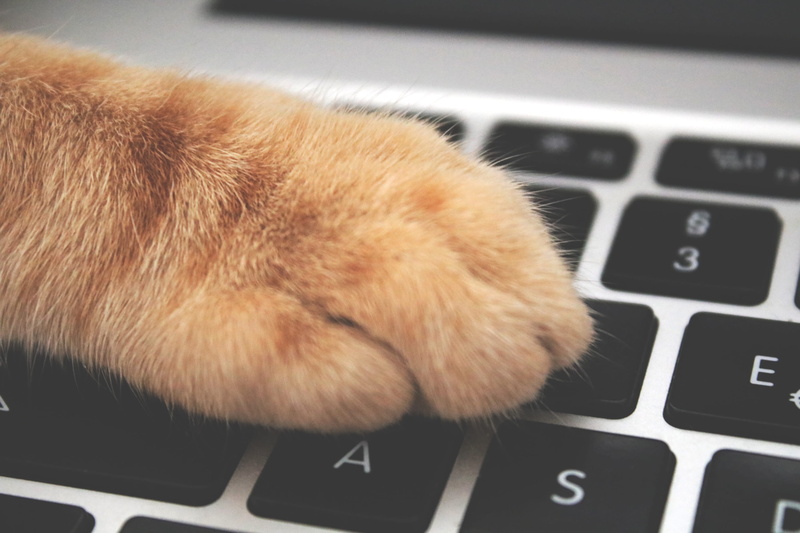 computer, animal, wireless technology, cat, computer keyboard, close-up, tabby, communication, nasty, laptop, vertebrate, no people, computer key, 2K