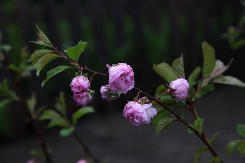 blossoming almond, close-up, springtime, focus on foreground, pink flower, Almond, plant part, outdoors, macro, flower head, inflorescence, vulnerability