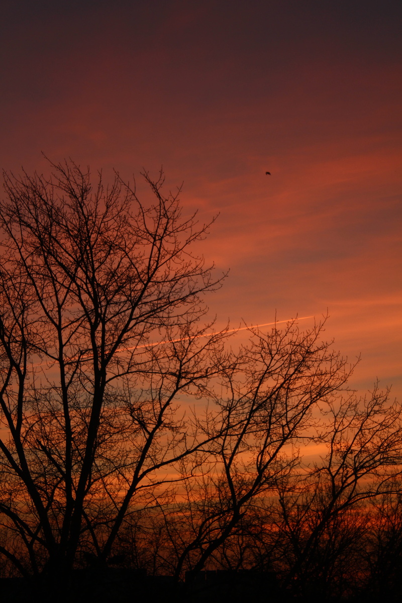 branch, nature, cold, plant, sunset, outdoors, tranquility, winter landscape, frost, steppe, no people, silhouette, trees, beauty in nature, bare tree