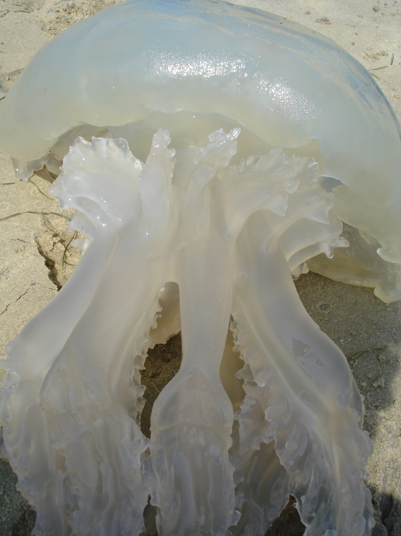dairy product, Nasty, white color, close-up, summer, Jellyfish, Tentacle, gelatinous, still life, freshness, calcium, no people, full frame, milk, water
