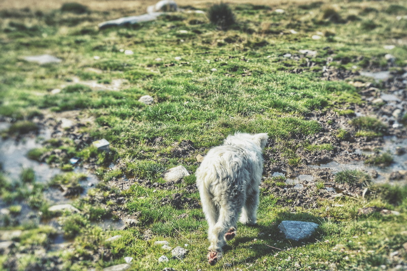 walking, domestic animals, land, no people, day, pets, sheep, animal, green color, domestic, full length, rânca, grass, romania, outdoors, transalpina