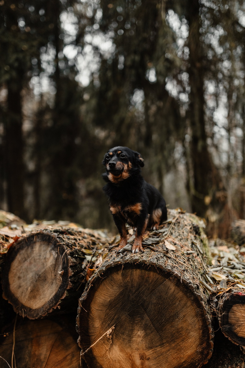 deforestation, november, no people, animal, firewood, autumn, dog, fog, walk, wood - material, pets, focus on foreground, land, domestic, wood, canine