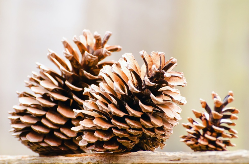 pine Tree, winter, brown, forest, outdoors, seed, branch, pine Cone, nature, cone, growth, photography, dead plant, beauty in nature, no people, focus on foreground