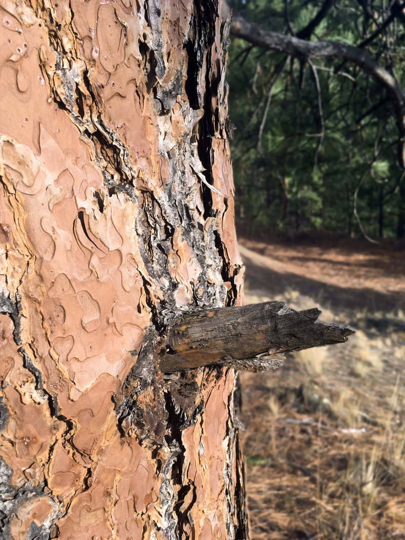 brown, old, wood, decay, tree trunk, fall, plant, texture, pine, lumber, rotting, focus on foreground, no people, rot, timber, wood texture, grain, land