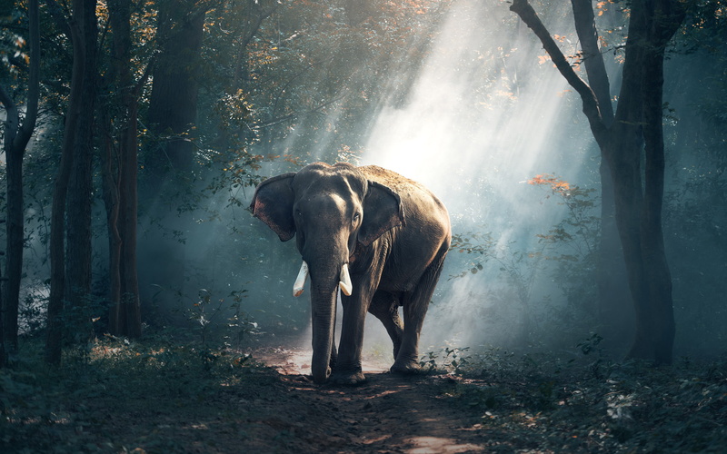 elephant, Forest, k, 2K