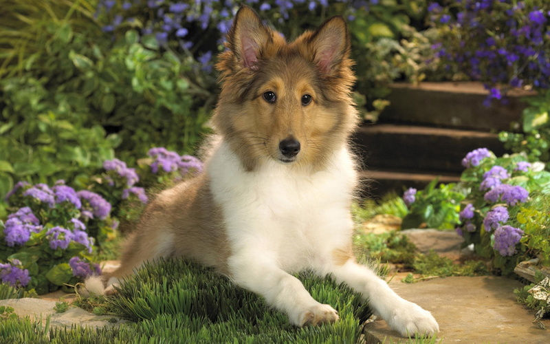 one Animal, 1080P, purebred Dog, flower, sitting, flowers, down, summer, brown, outdoors, pomeranian, puppy, sheepdog, cute, young Animal, nature, mammal