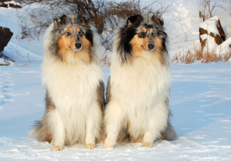 day, beauty In Nature, purebred Dog, domestic Animals, cold temperature, rough, dog, animal themes, nature, animal, couple, sheepdog, canine, tricolor