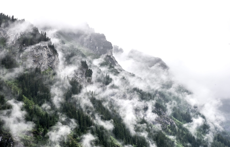 side, foggy day, 5K, tranquility, smoky, scenics, trees, daytime, environment, tree, backgrounds, weather, no People, forest, day, cloud - Sky, scenics - nature