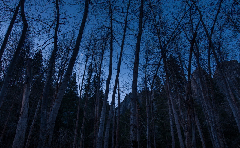 Crescent, Merced, sky, rises, Nature, Moon, woodland, land, outdoors, no people, Morning, growth, Blue, tranquil scene, 4K, bare tree, California, low angle view