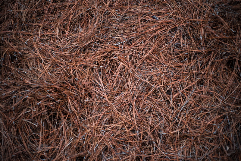 texture, nature, twig, pine straw, backgrounds, close-up, united states, 4K, textured, abundance, tranquility, field, high angle view, dead plant, straw