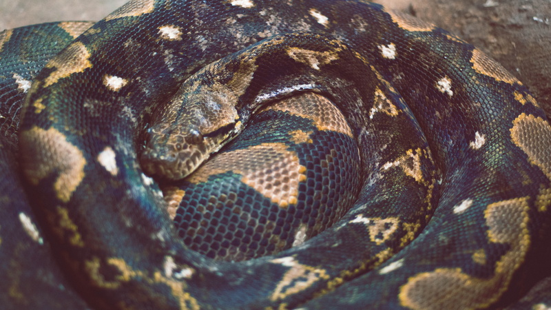 animal markings, natural pattern, selective focus, snake, day, animal eye, textured effect, animal scale, no people, nature, stare, 5K, animal skin, one animal