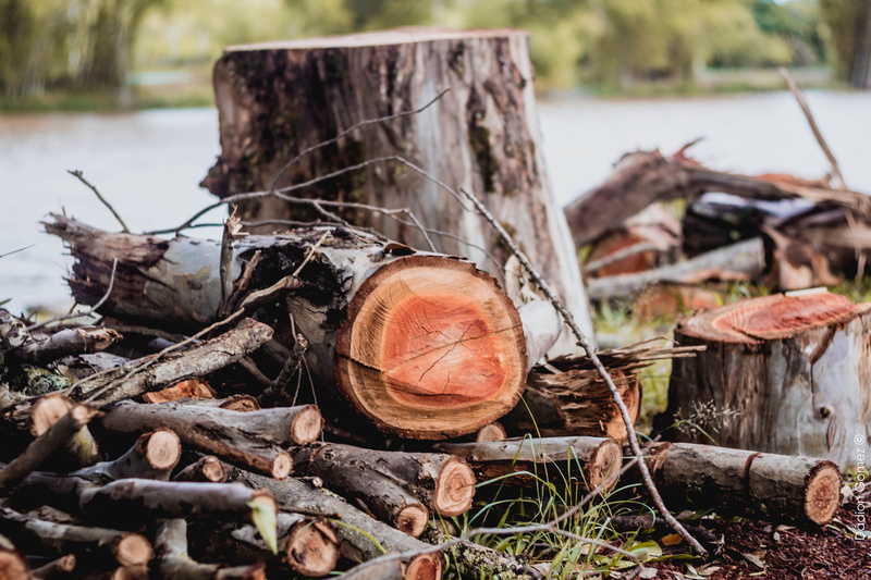 woods, forest, lumber industry, floor, land, bark, tablado, clear, home, plant, field, day, shell, log, flying, outdoors, no people, 5K, deforestation
