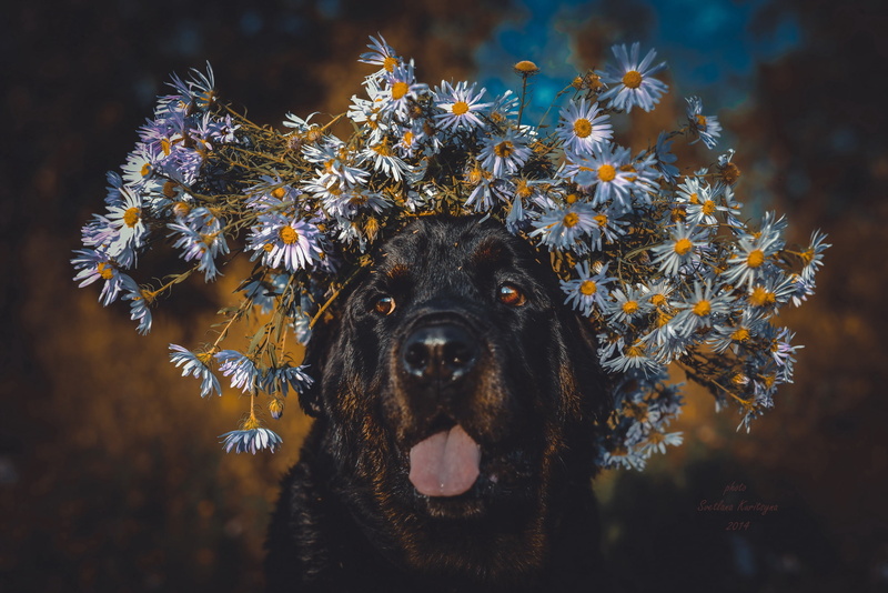 focus on foreground, flowers, pets, rottweiler, domestic, mouth open, animal body part, no people, day, portrait, plant, face, animal, purebred Dog, domestic animals