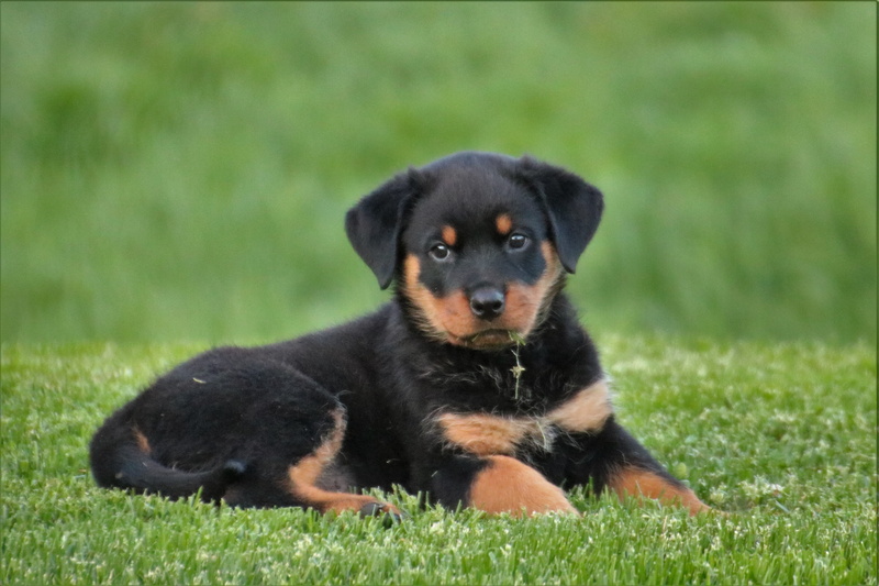 one animal, cute, no people, animal, dog, grass, puppy, domestic, black color, lying, animal themes, day, domestic animals, nature, portrait, canine, sitting