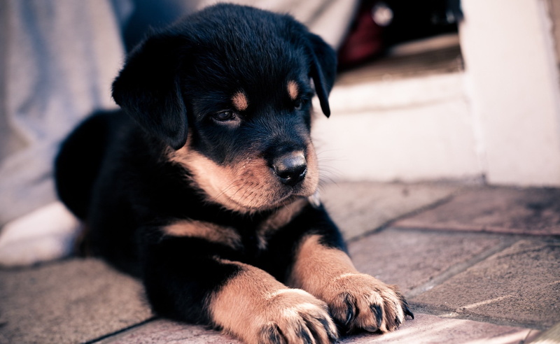 social issues, portrait, young animal, no people, looking, Rottweiler, Cute, domestic animals, close-up, canine, animal head, mammal, animal themes, Puppy