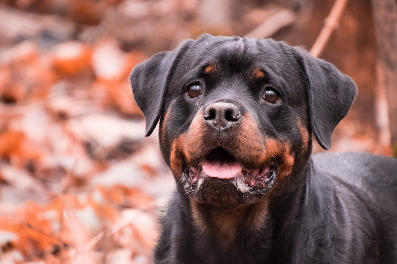 cute, pets, rottweiler, mahogany, canine, black color, animal body part, one animal, mammal, animal, nature, close-up, 5K, animal themes, dog, focus on foreground