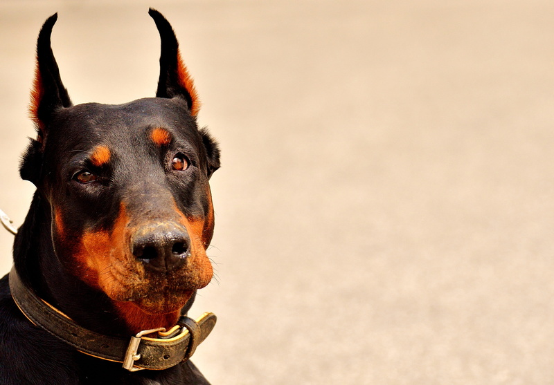 pad, animal themes, pets, pet collar, sitting, no people, looking at camera, Animal World, looking away, domestic animals, canine, animal, mahogany, Doberman