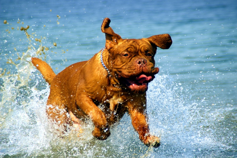 vertebrate, adult, no people, muddy, dog, the activities of the, my friend, bathing, french, purebred dog, outdoors, animal themes, domestic animals, 5K