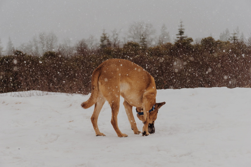 extreme weather, animal, mammal, winter, domestic, one animal, malinois, pets, herbivorous, landscape, mahogany, full length, canine, cold, field, brown