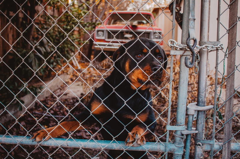 chain, pet, barrier, protection, fence, rusty, metal, 4K, outdoors, transportation, focus on foreground, day, close-up, canine, animal, rottweiler, boundary