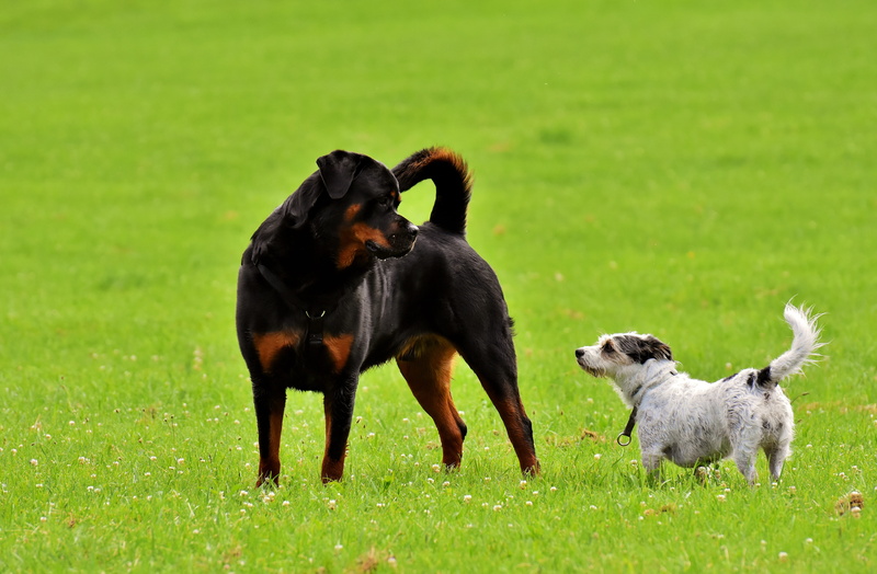 beside, grass, animal themes, funny, purebred dog, rottweiler, pets, dog, white, meadow, field, domestic animals, group of animals, two animals, canine