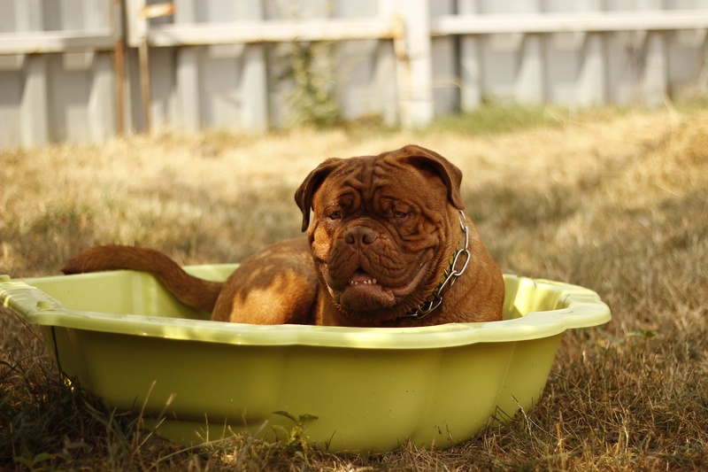 domestic bathroom, big, field, mahogany, animal, background, water, animal themes, 5K, de, cute, portrait, adult, tub, french, mastiff, bathtub, beach