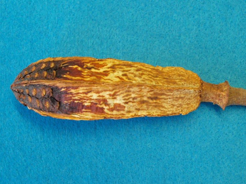 blue background, nature, rhomboidal meliaceae, turquoise colored, indonesia, flower plunger of the mahogany-tree, food and drink, 2K, solid, close-up