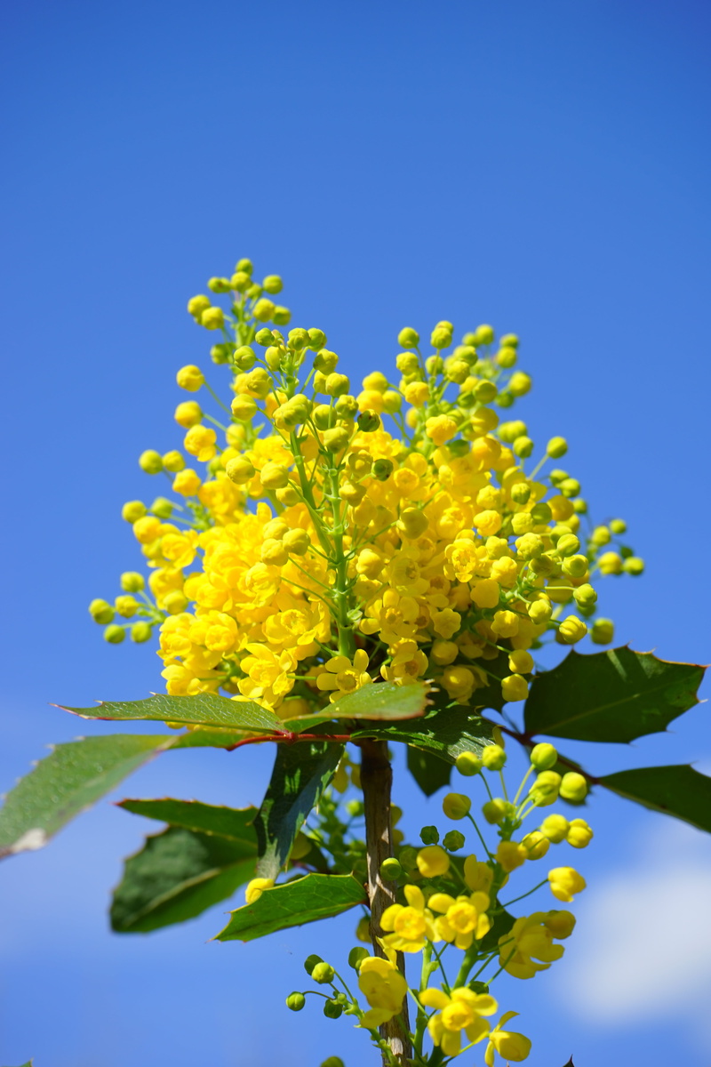 bush, flower, beauty in nature, low angle view, flower head, 5K, clear sky, mahogany, close-up, growth, fragility, day, yellow, aquifolium, plant, flowers