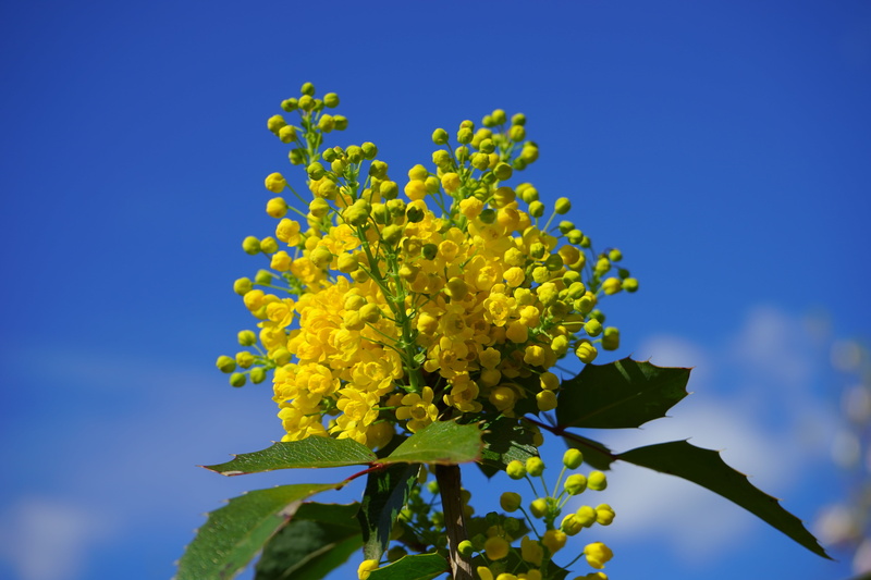 ornamental, plant, blue, mahonia aquifolium, bush, shrub, close-up, low angle view, ordinary mahogany, outdoors, fragility, growth, nature, flower, leaf