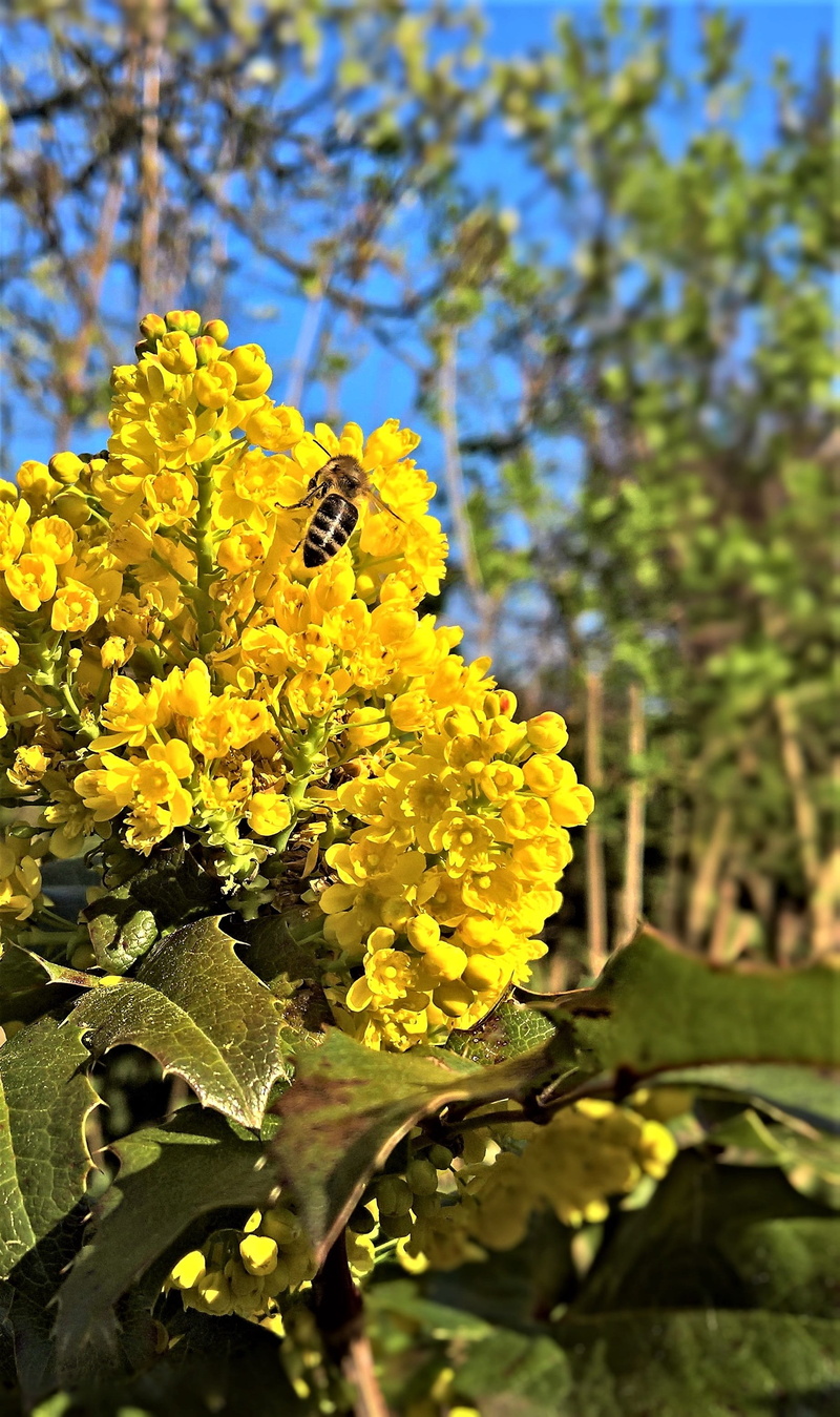 invertebrate, one animal, beauty in nature, animals in the wild, flower head, outdoors, animal, no people, vulnerability, insect, honey bee, mahogany, bush