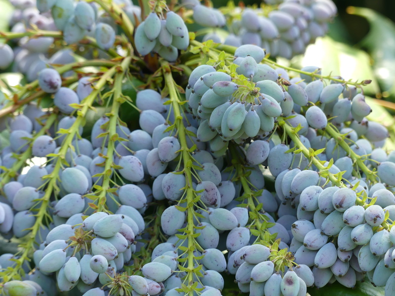 abundance, fragility, day, beauty in nature, winemaking, plant, food, Purple, plant part, freshness, growth, fruit, 4K, close-up, flowering plant, flower