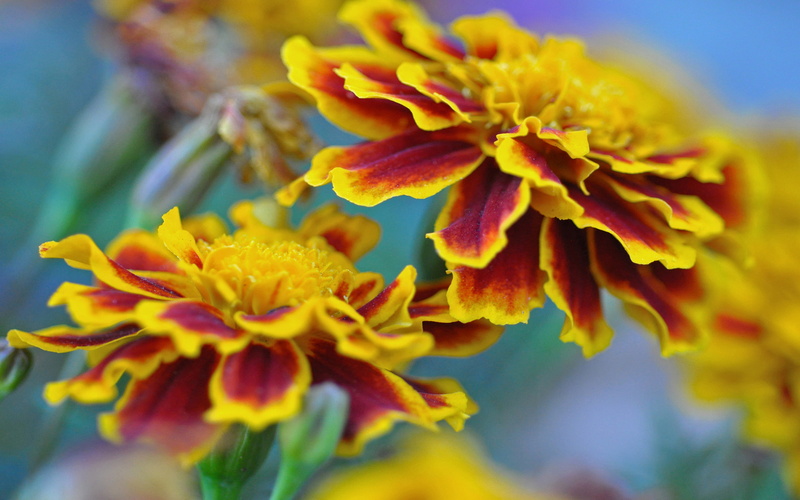 rows, marigold, patula, purple, oranges, 4K, honeycomb, flowers, dwarf, colors, french, variant, petals, mahogany, tagetes, two